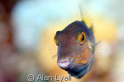 Sharpnose puffer - Bonaire - Canon EOS350D; EF-S 60mm; si... by Alan Lyall 